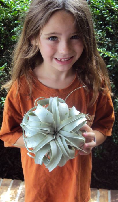 Bromeliad Tillandsia Xerographica Box of 8 Medium